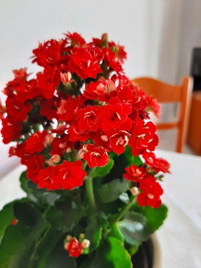 ליקסורי Ammousa Hotel Apartments מראה חיצוני תמונה