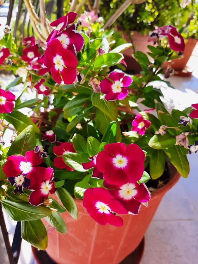 ליקסורי Ammousa Hotel Apartments מראה חיצוני תמונה